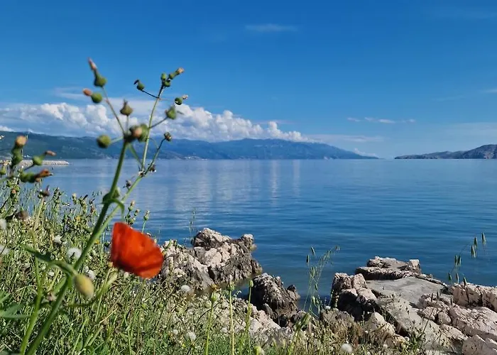 Blue Seagull - Seafront